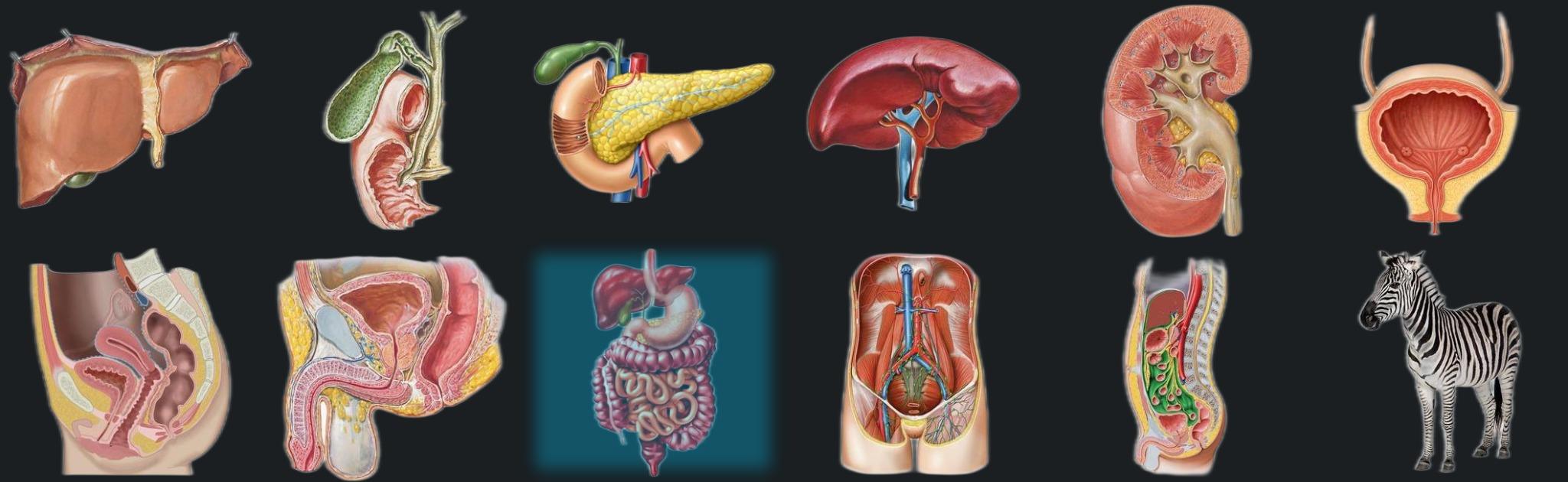 GI tract banner