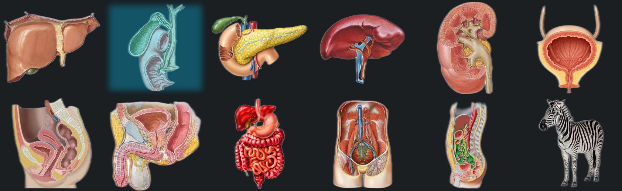 Gallbladder and bile ducts banner