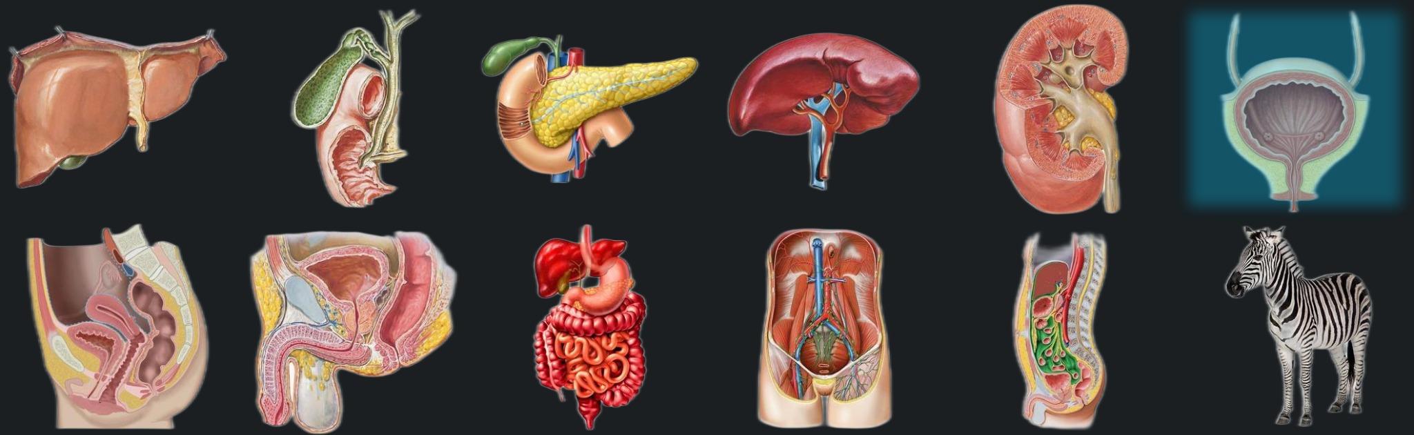 Ureters and bladder banner