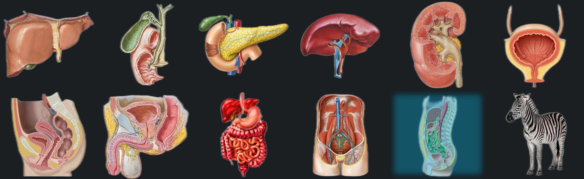 Abdominal compartments banner