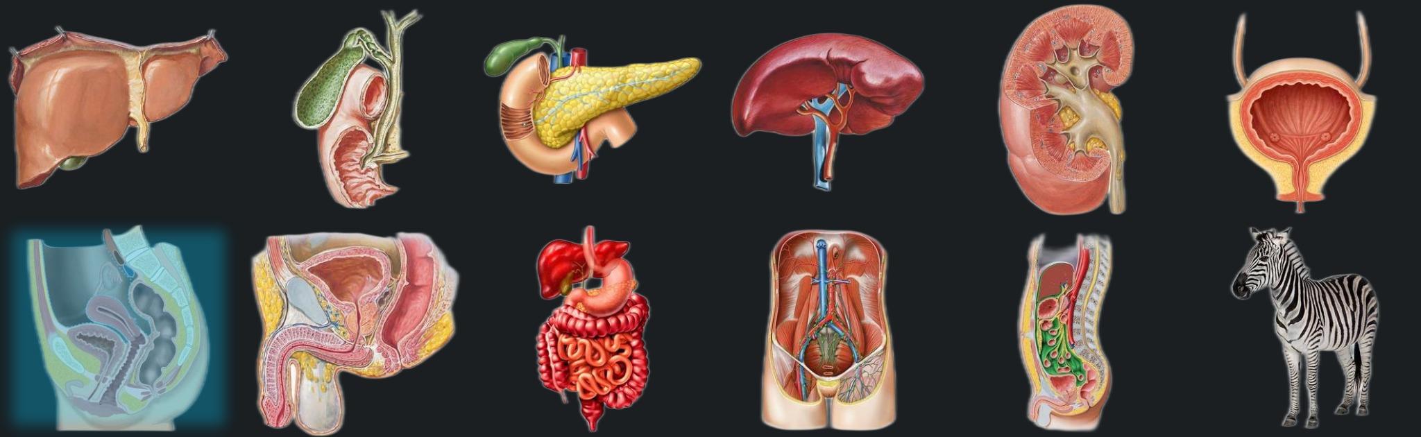 Female pelvis banner