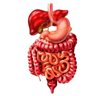 GI tract lectures