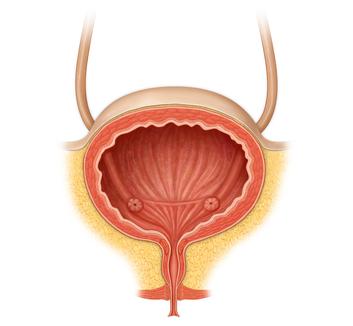 Bladder lectures