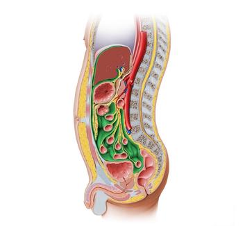 Abdominal compartments lectures