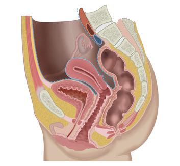 Female pelvis lectures