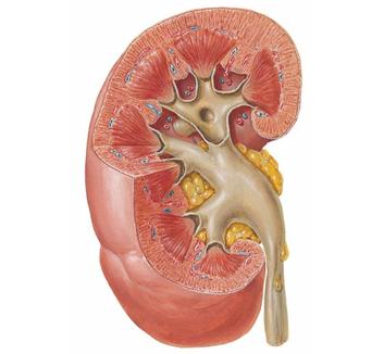 Kidney lectures