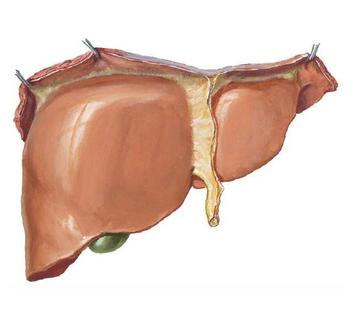 Liver lectures