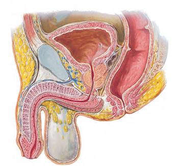 Male pelvis lectures