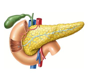 Pancreas lectures