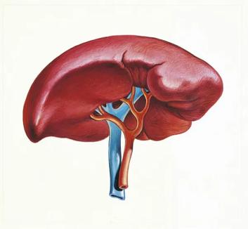 Spleen lectures