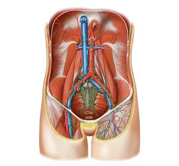 Vasculature lectures