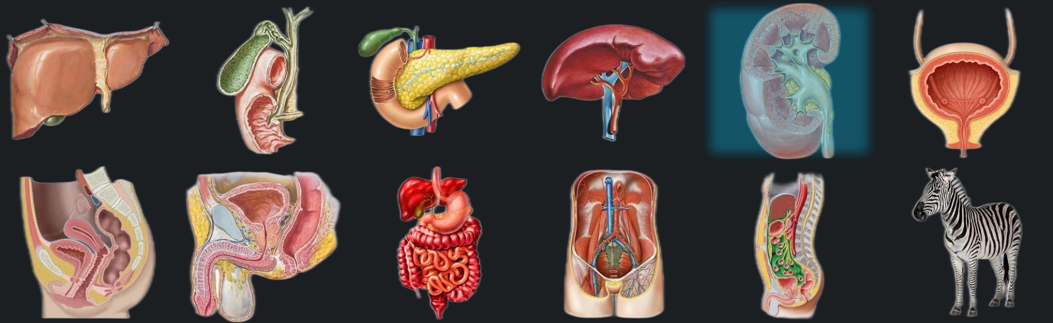 Kidney banner