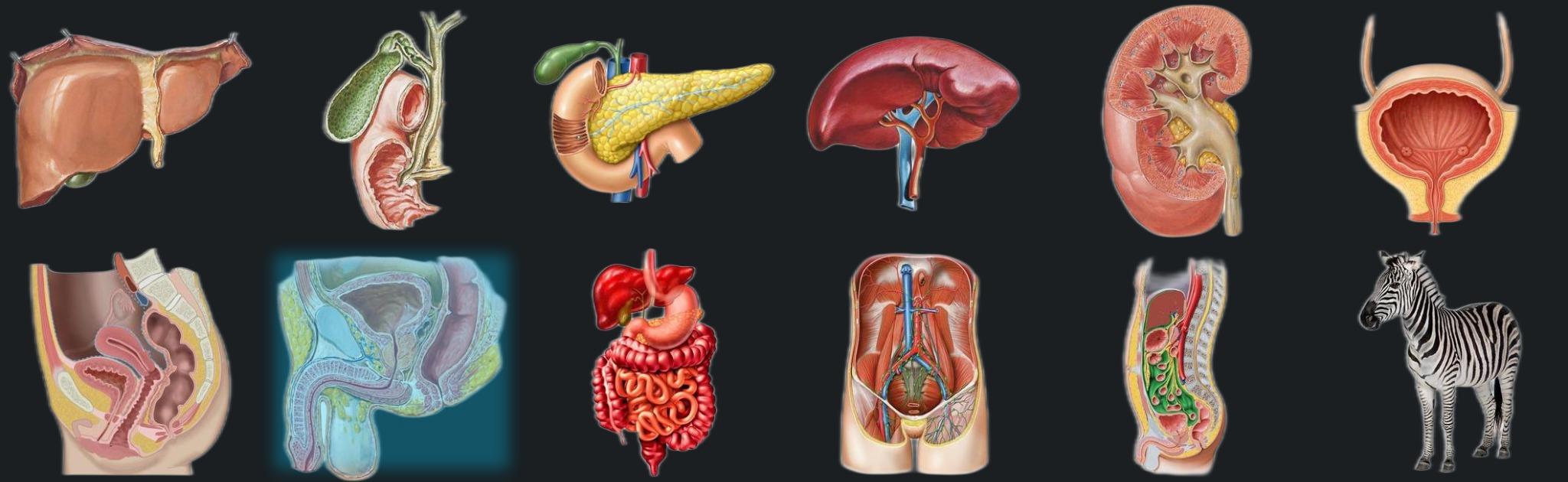 Male pelvis banner