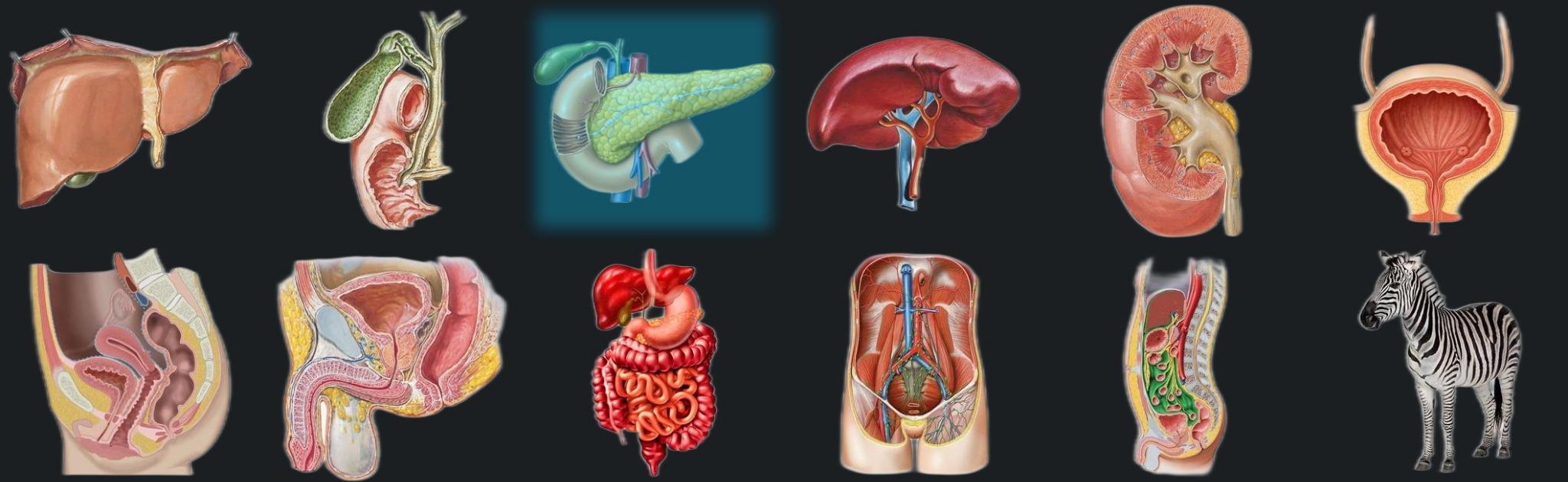 Pancreas banner
