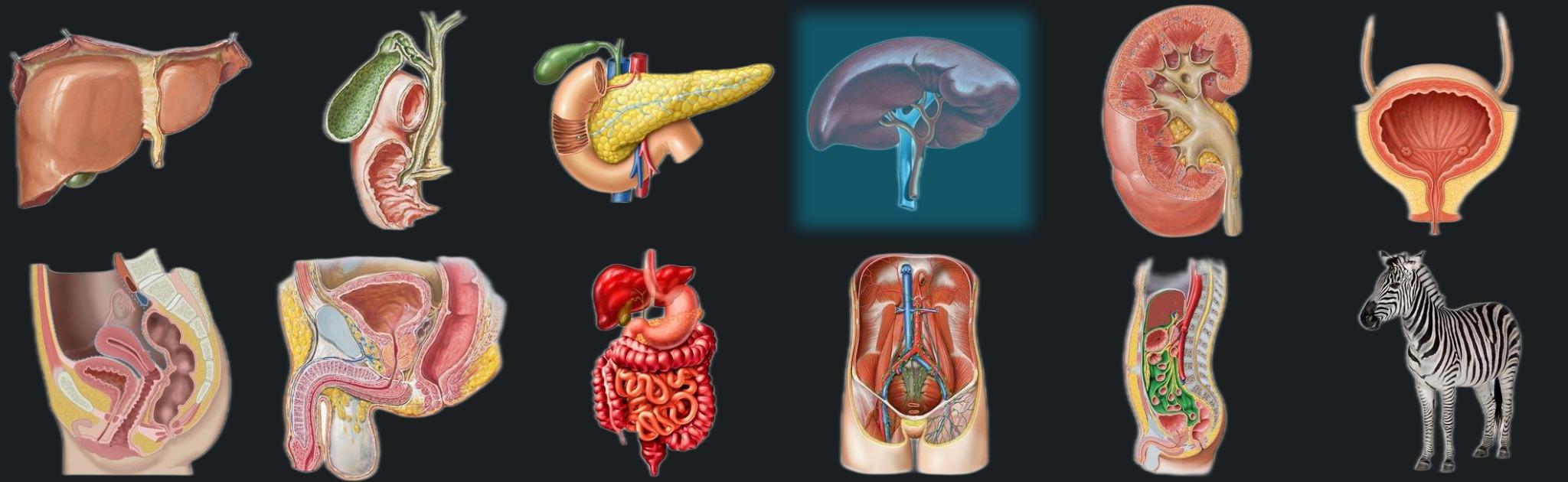Spleen banner