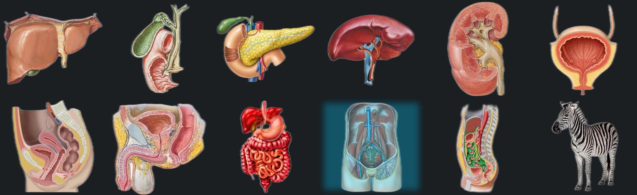 Vasculature banner